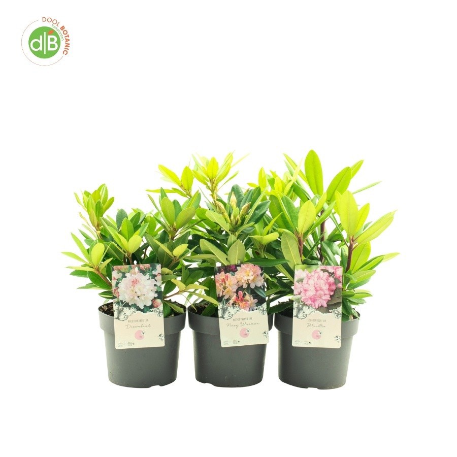 Rhododendron in soorten mix 1, D 19