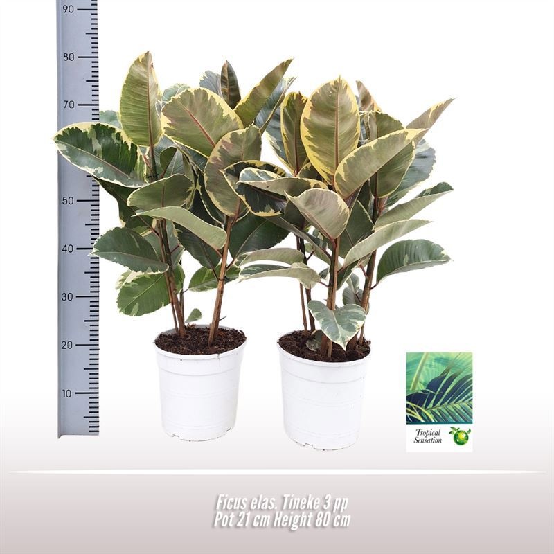 Ficus elas. Tineke, D 21