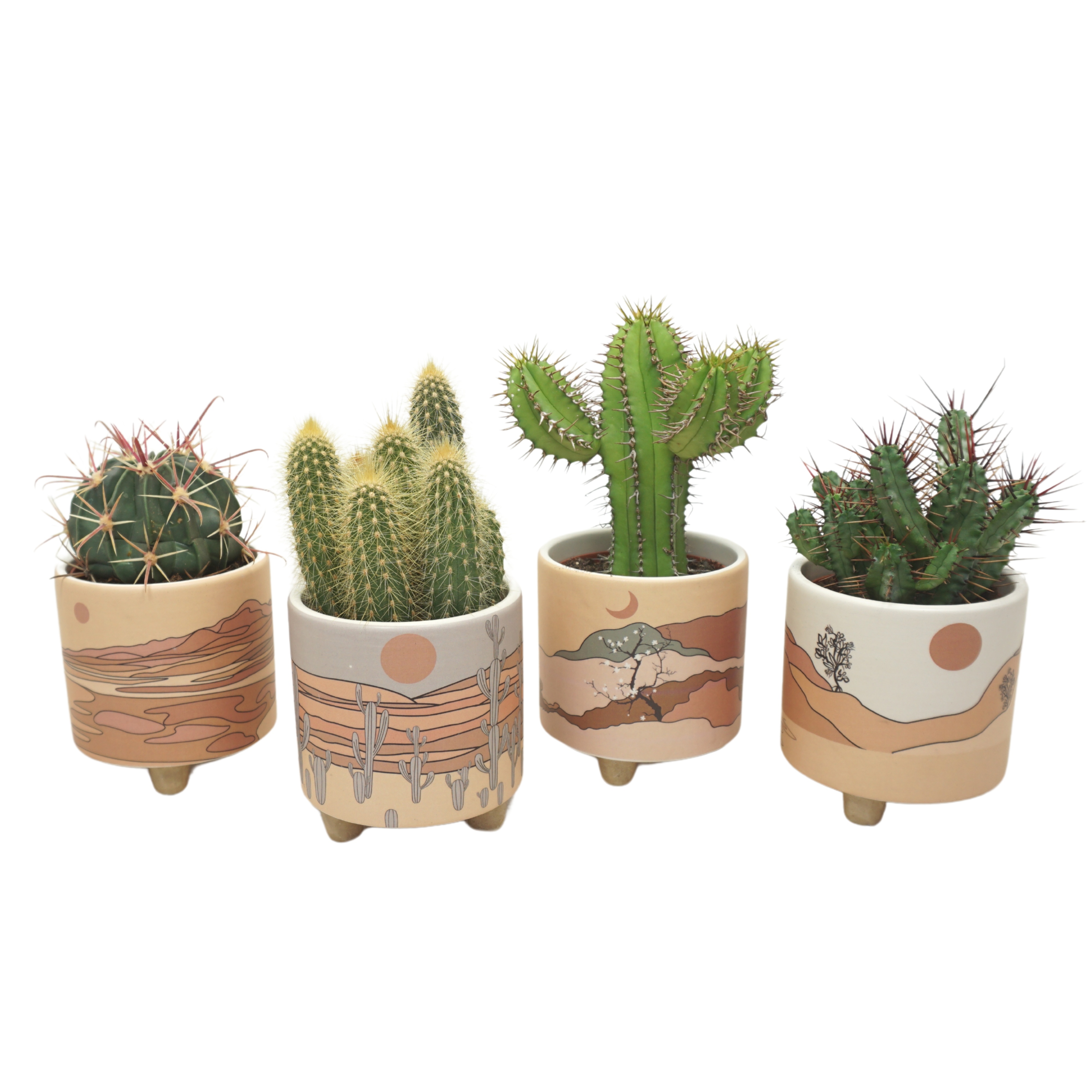 Cactus mix in 10 cm 'Palm Mar' sierpot, D 8,5