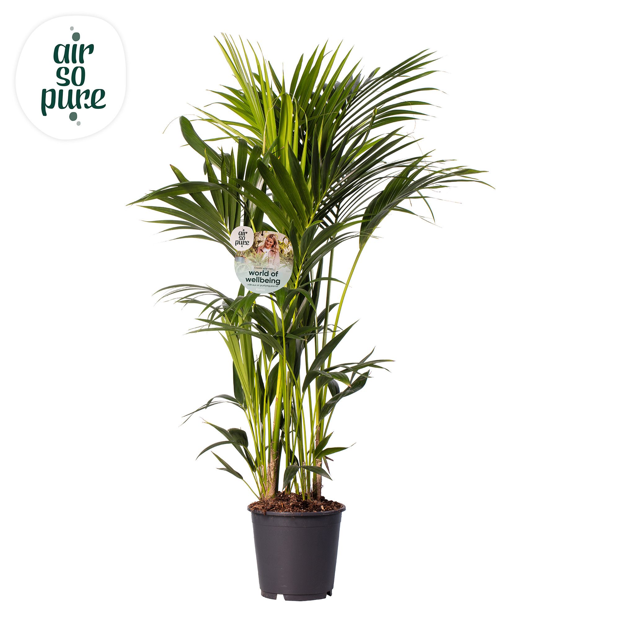 KENTIA - P24 H130 - 8PP - Air So Pure (Howea forsteriana), D 24