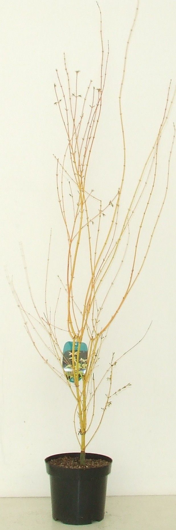 Acer palmatum 'Bi Hoo' P26, D 26