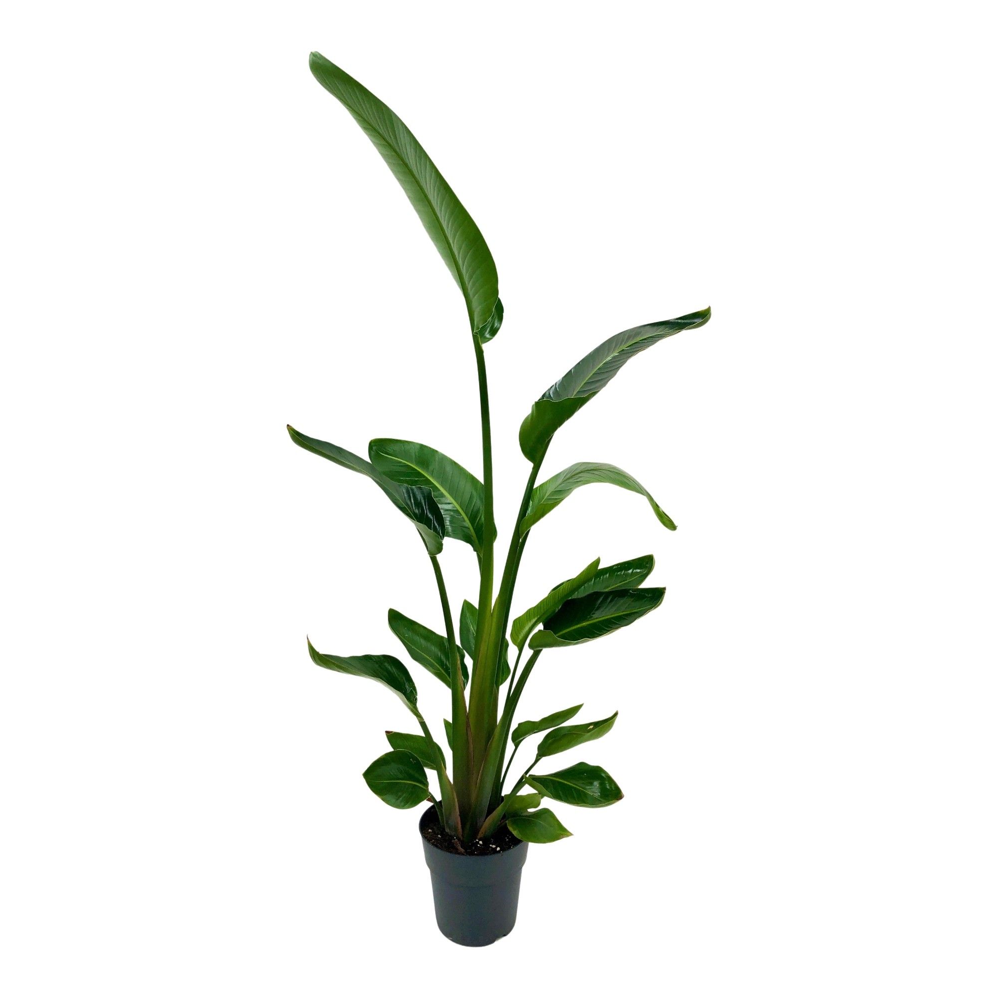 Strelitzia Nicolay Three Plant, D 23