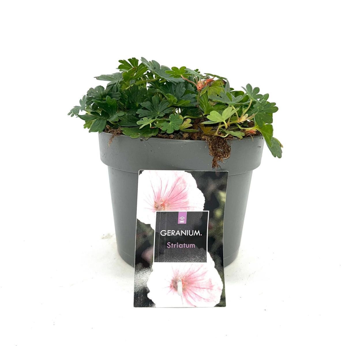 Geranium sanguineum striatum, D 17