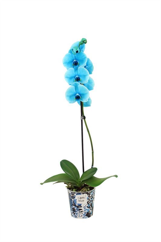 Potcover p12 I am Coloured Phal I am Ocean Blue 1T09+, D 12