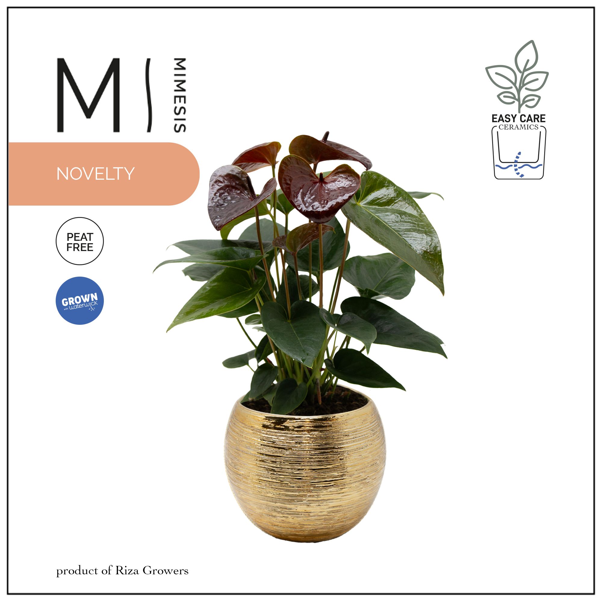 Mimesis Anthurium KARMA Essencia - 12cm Brush Gold, D 12