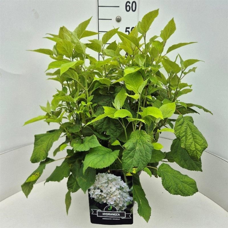 Hydrangea a. 'Annabelle', D 29