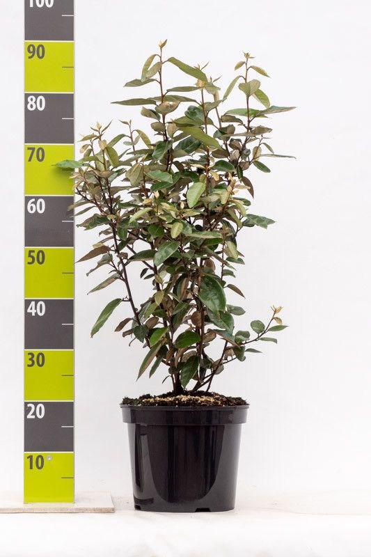 Elaeagnus ebbingei, D 27