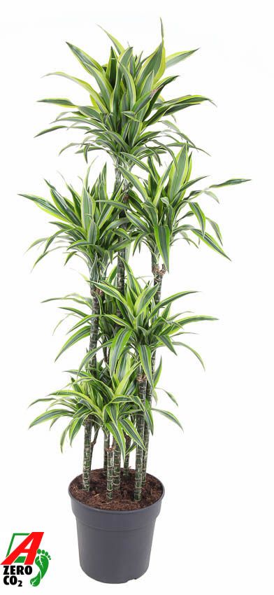Dracaena Lemon Lime 120-carrousel, D 34