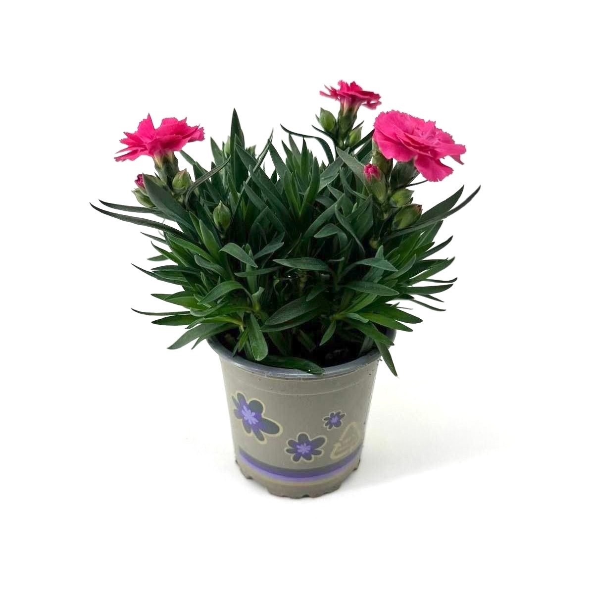 Dianthus 'Oscar' Neon Pink, D 11