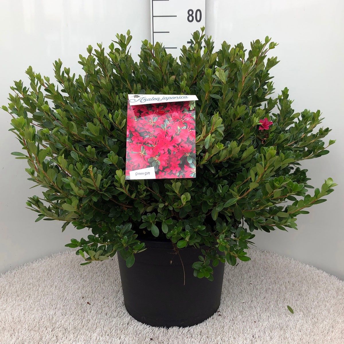 Rhodo. (AJ) 'Toreador' pink, D 37