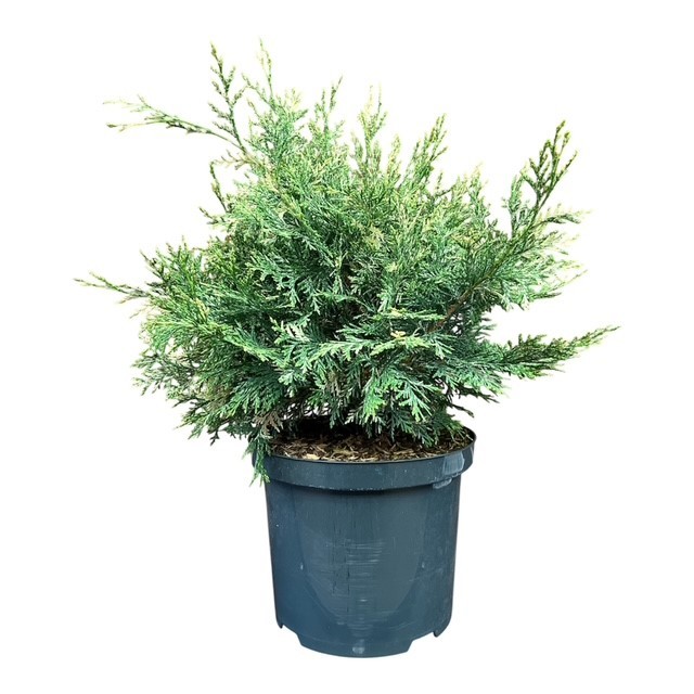 Chamaecyparis l. 'Pearly Swirl's', D 23