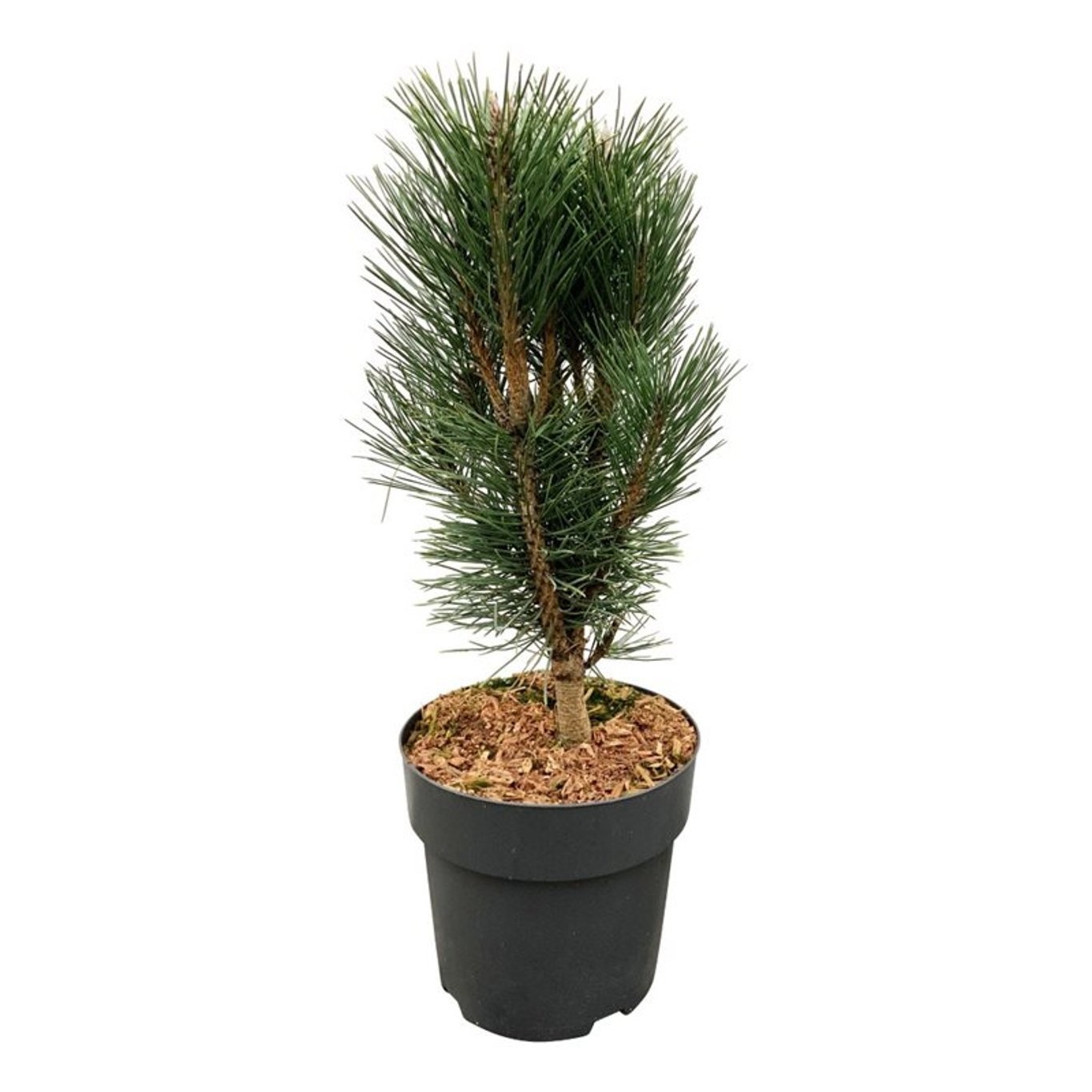 Pinus nigra 'Loïs', D 21