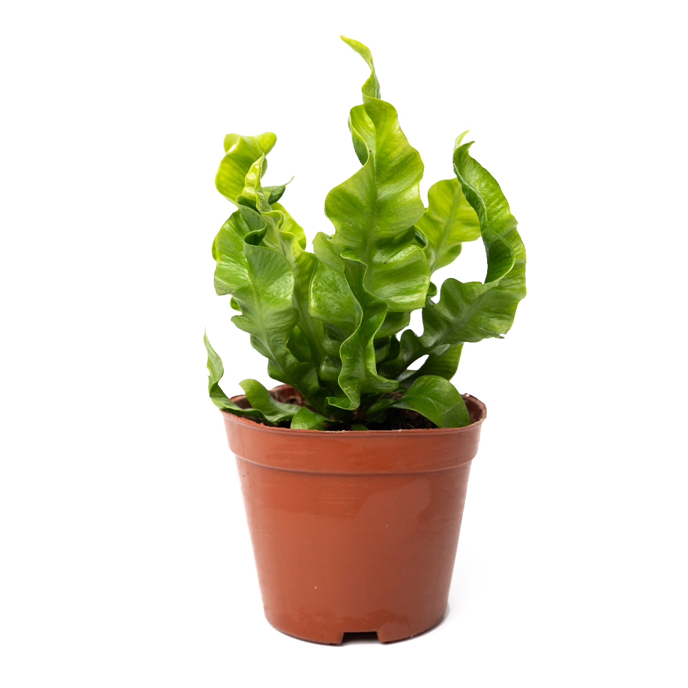 Асплениум криспи вейв 9 18 (предзаказ)