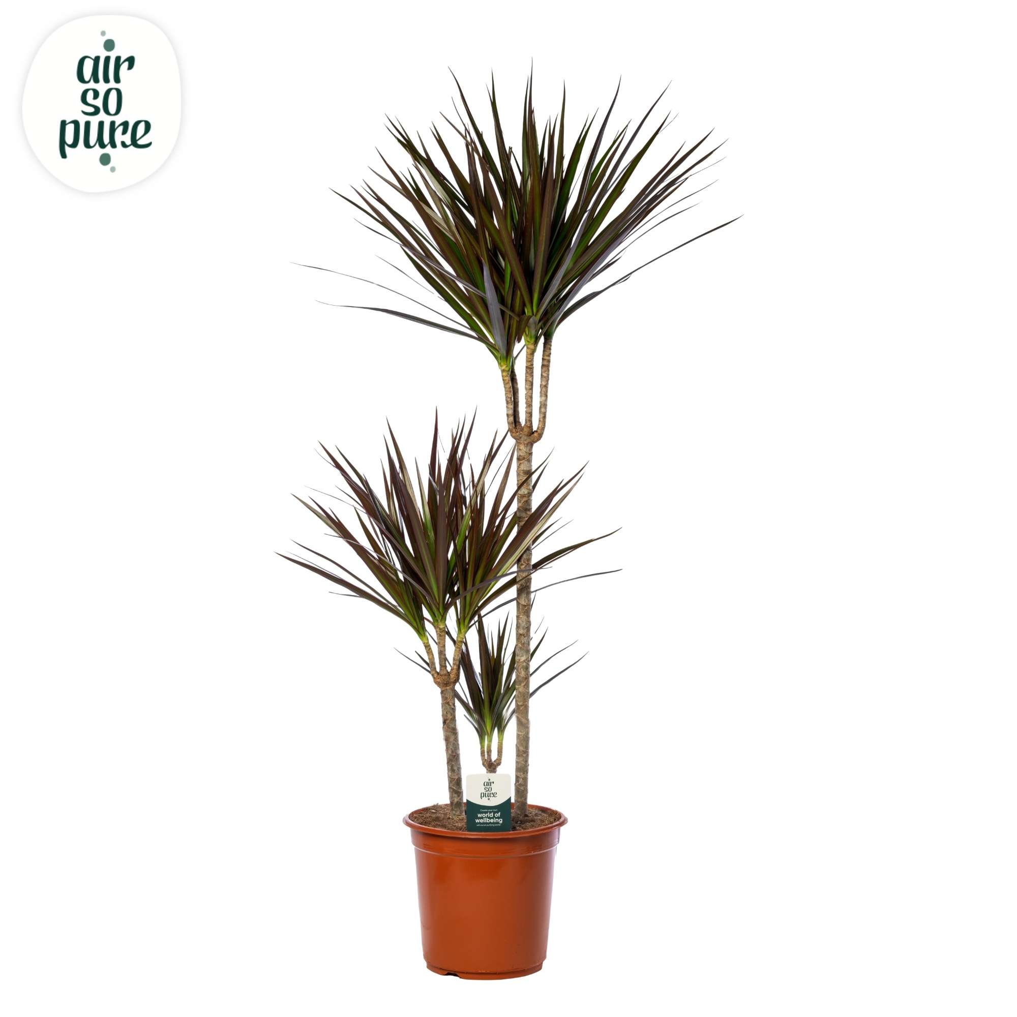Dracaena Magenta p24, 75+30+10, D 24