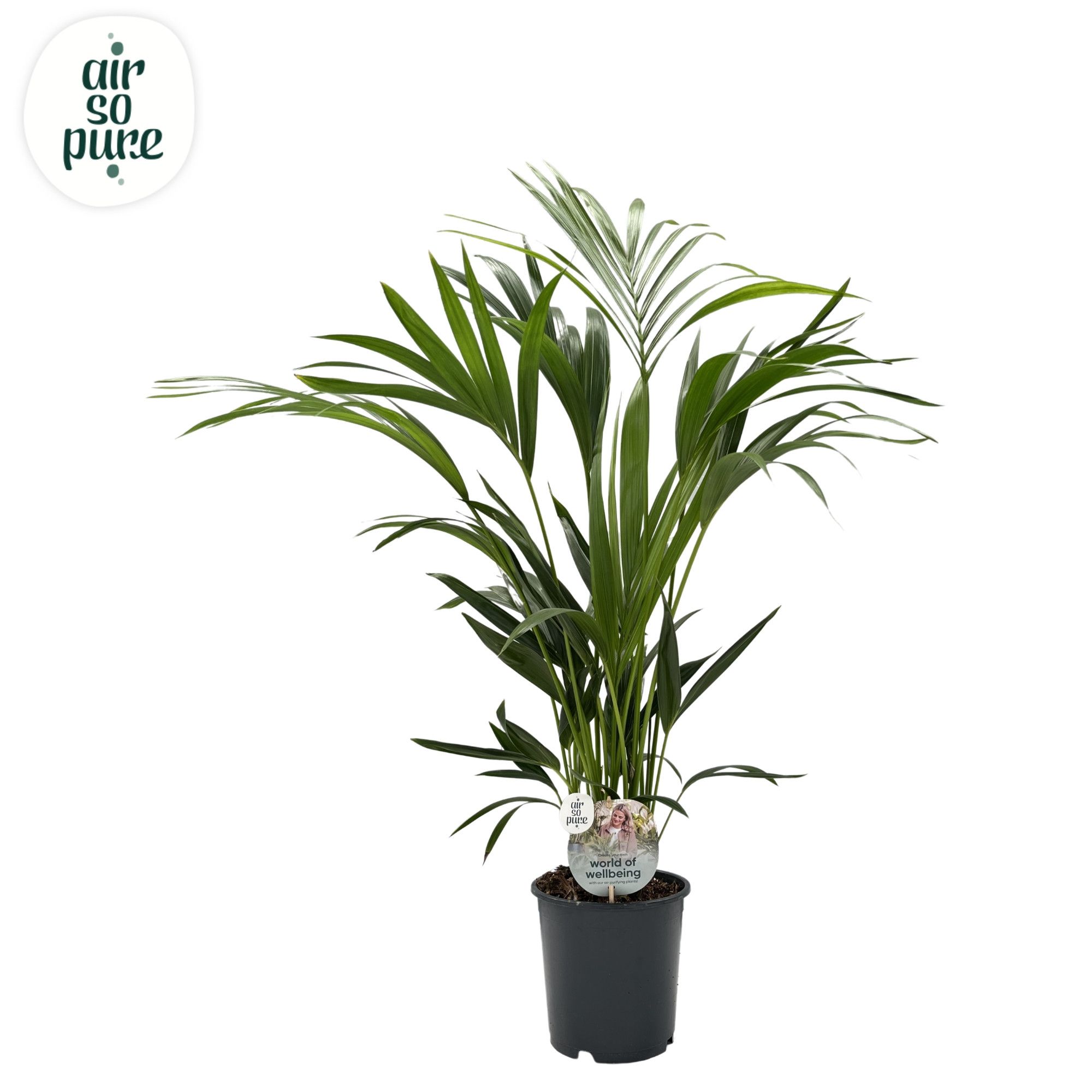 KENTIA - P19 H110 - 6PP - Air So Pure (Howea forsteriana), D 19