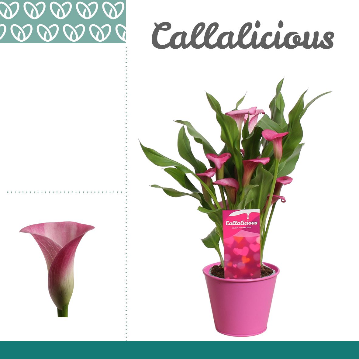 Zantedeschia (Calla) Roze in Ompot Zara LOVE, D 12