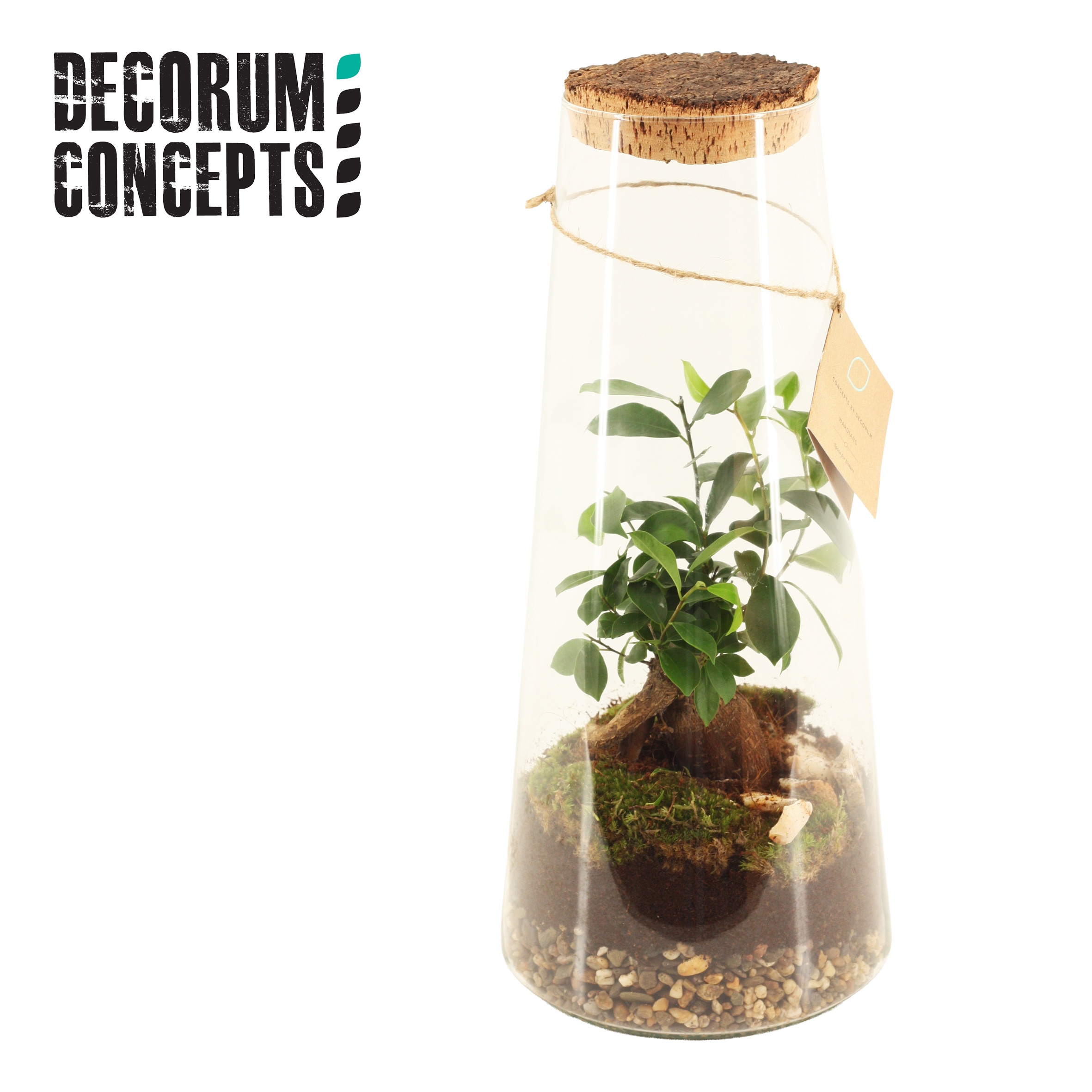 Terrarium Triton large (Decorum concepts), D 15