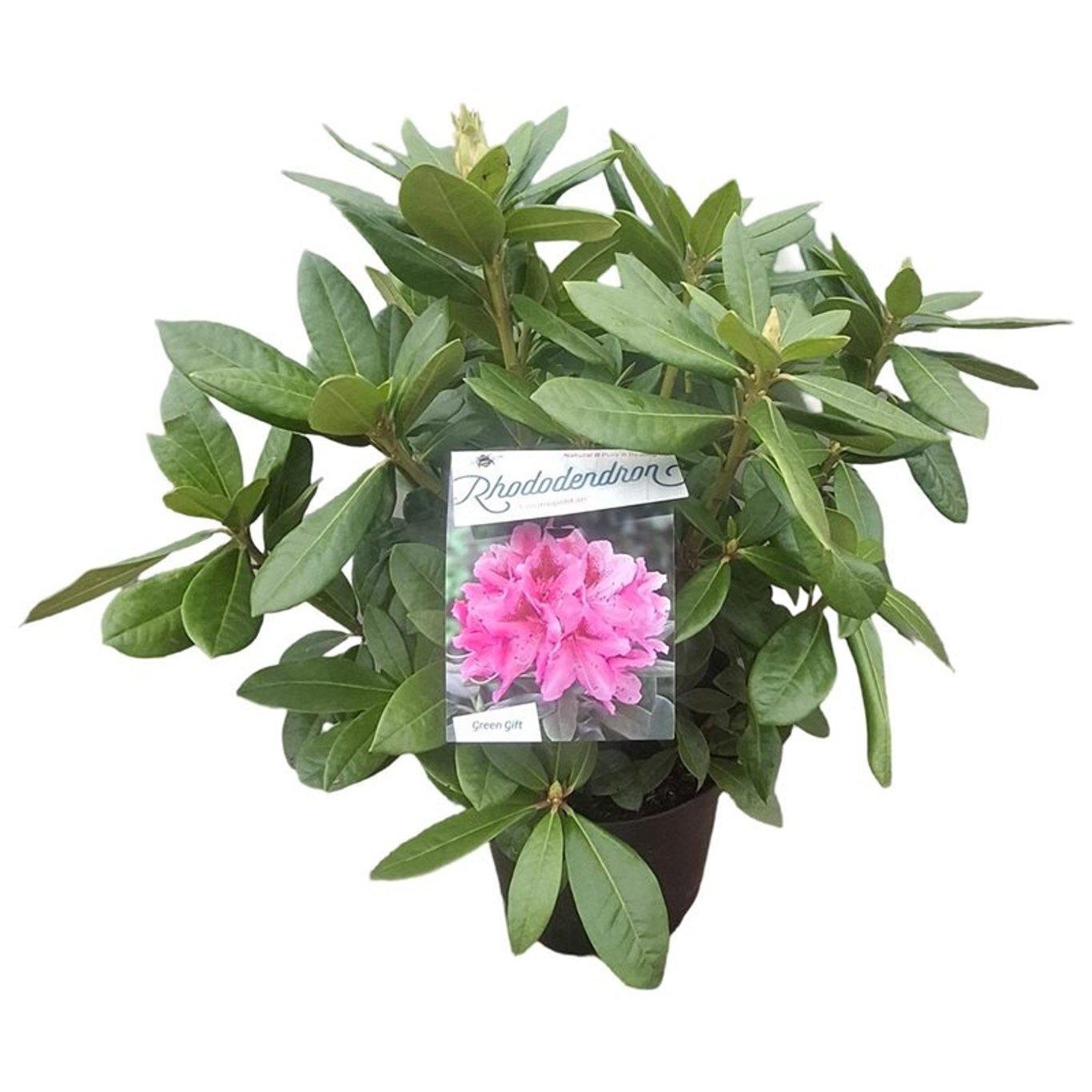 Rhododendron 'Cosmopolitan', D 23