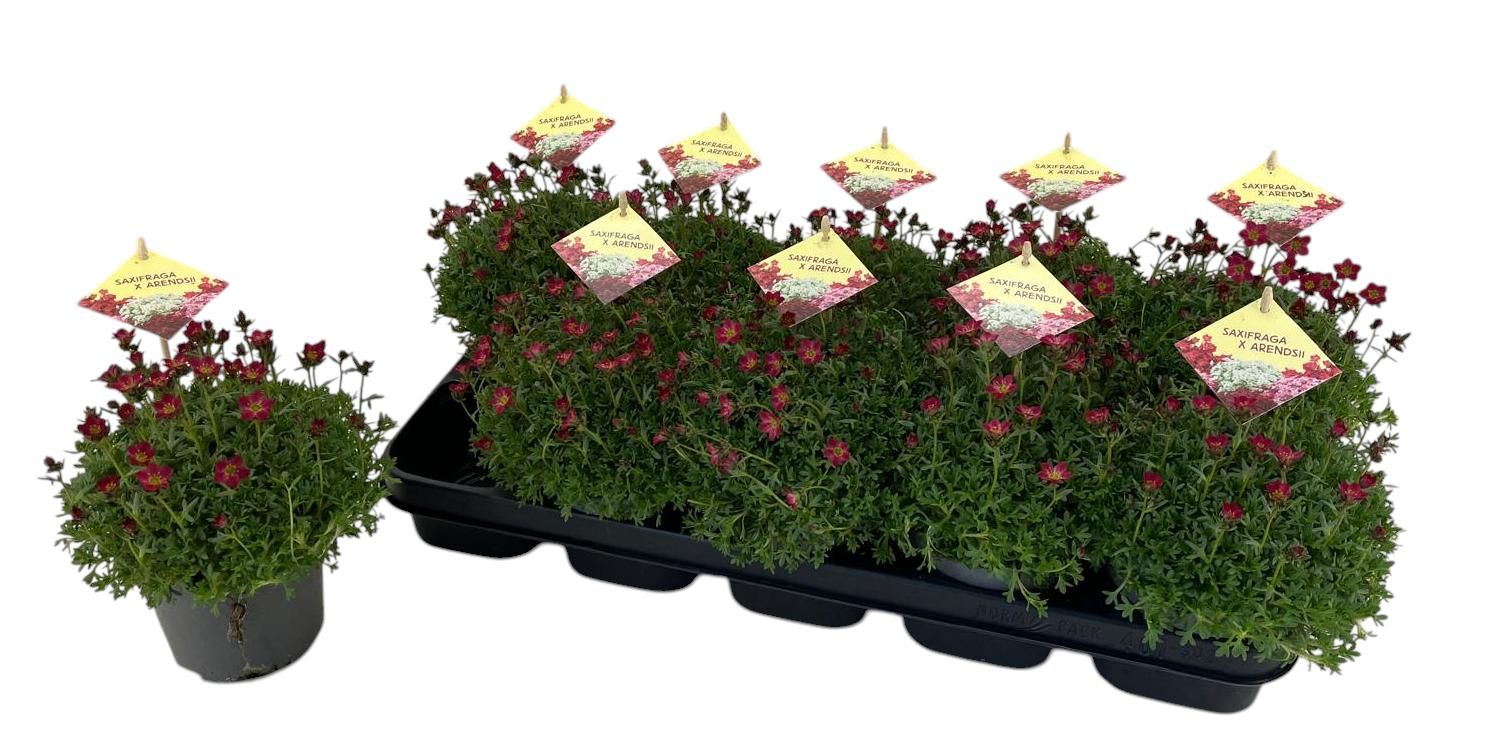 Saxifraga rood, D 12