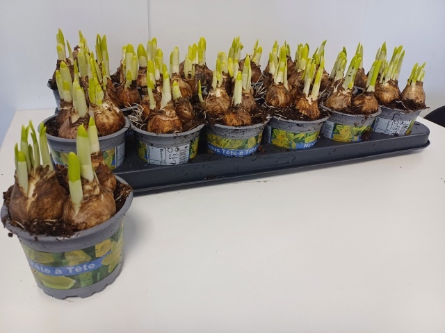 NARC O TETE A TETE, D 9