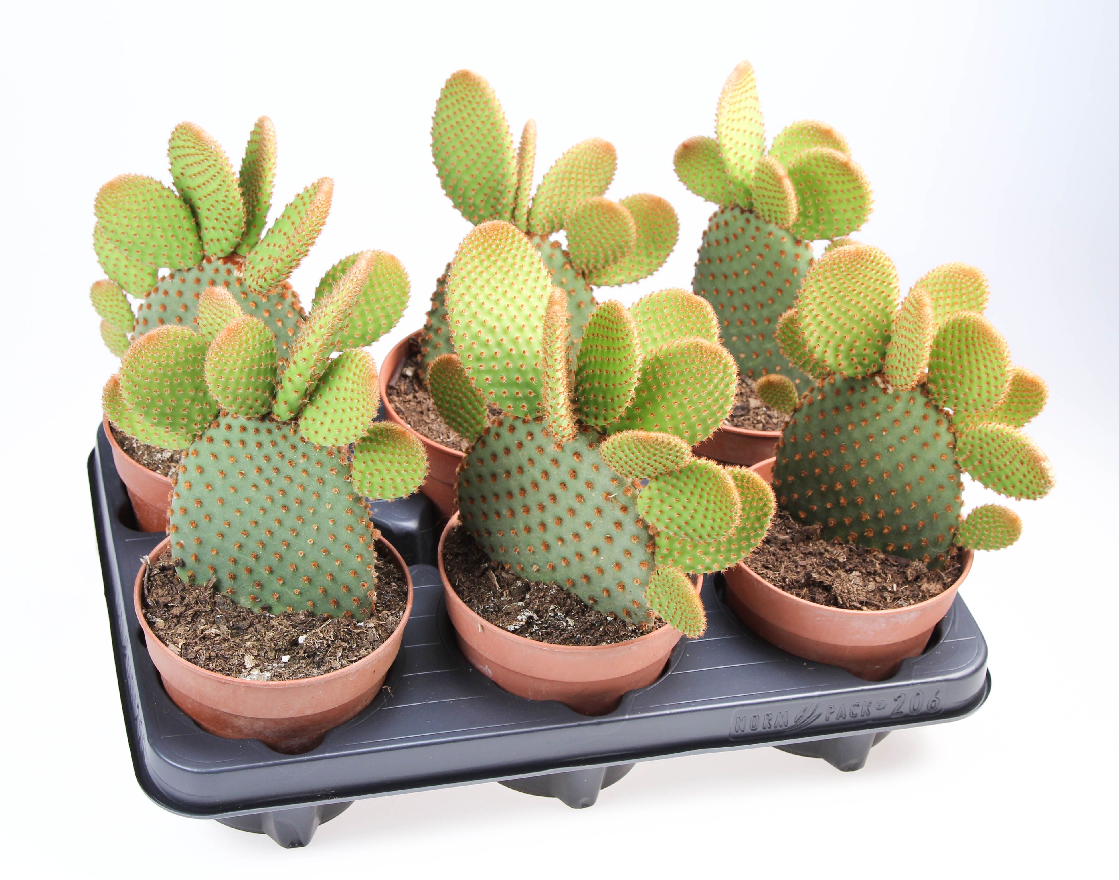 Opuntia microdasys Rufida, D 12