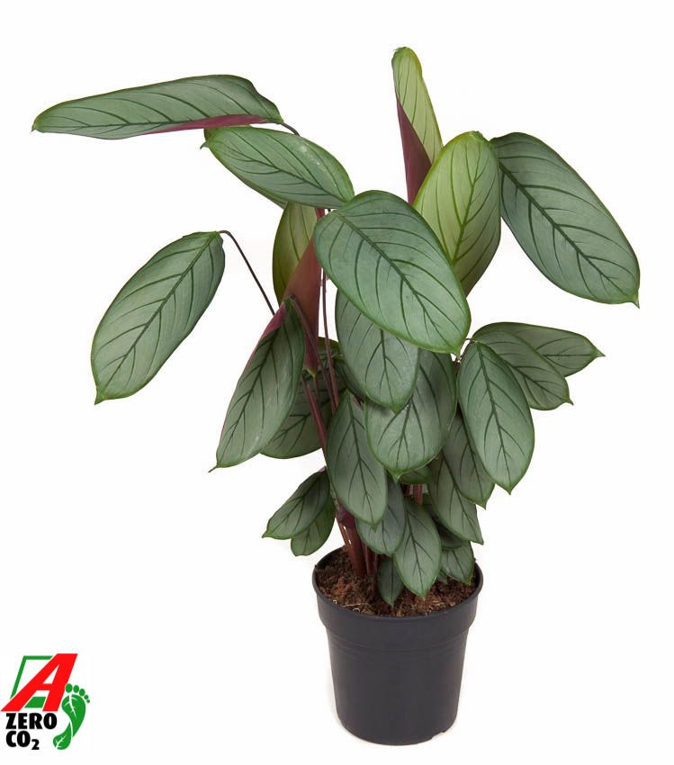 Calathea Silverstar, D 19