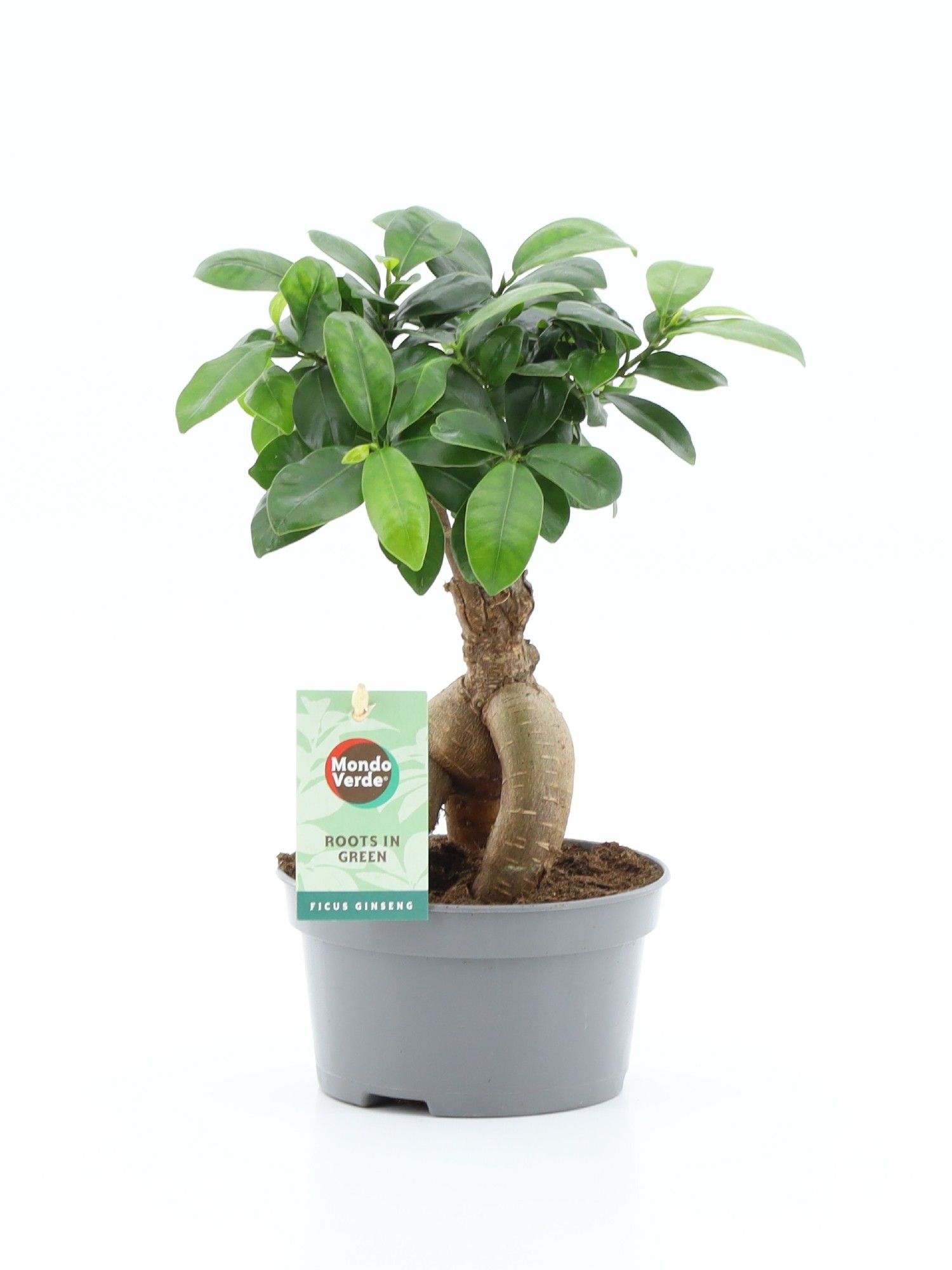Ficus microcarpa Ginseng Bonsai Schaal, D 13