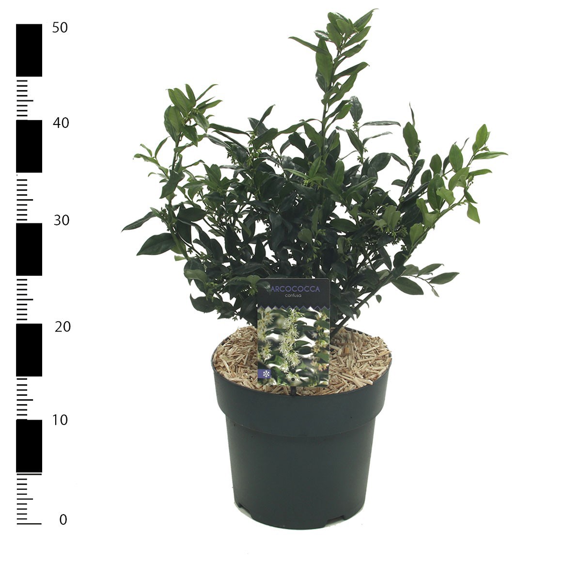 Sarcococca confusa, D 23