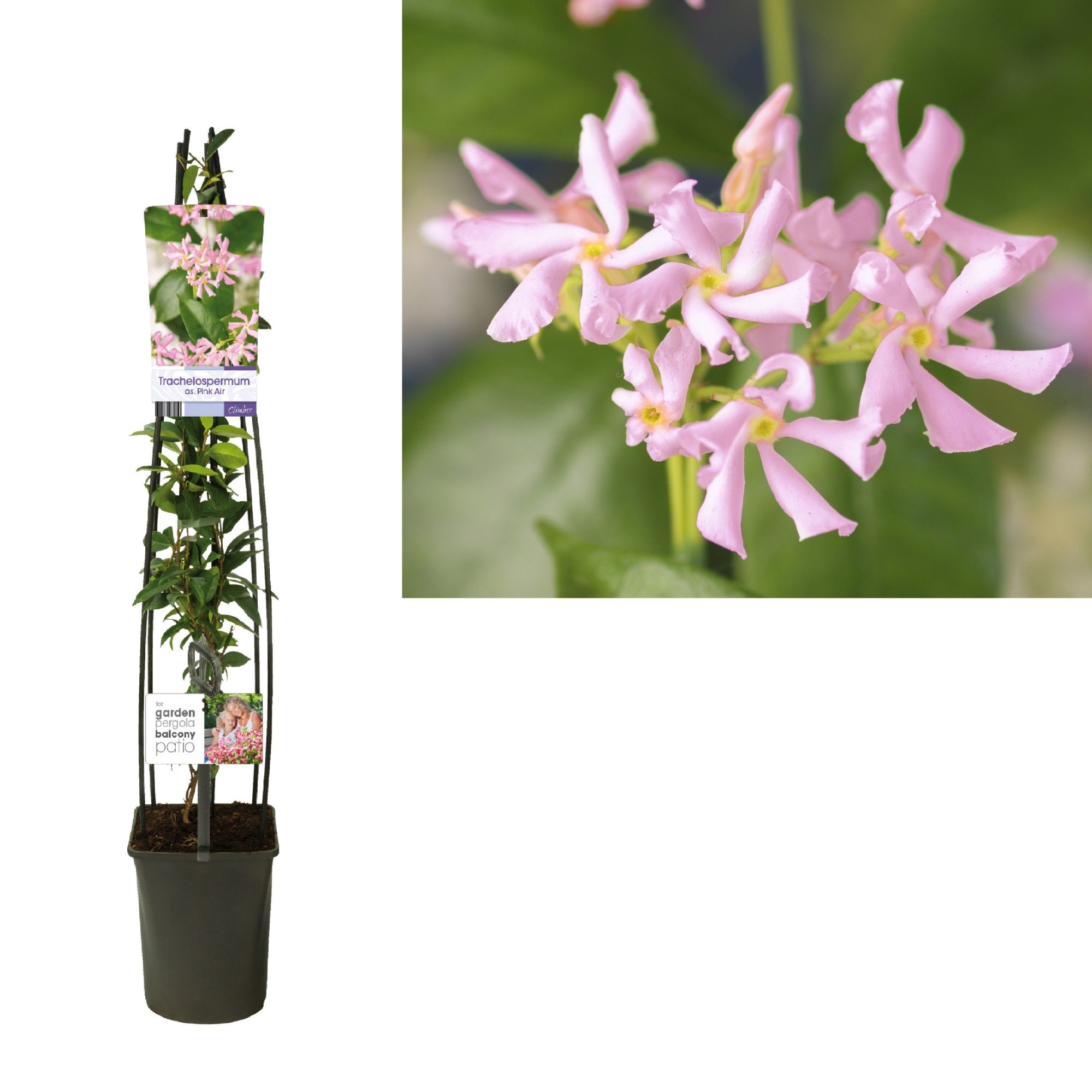 Trachelospermum as. Pink Air +light label, D 23