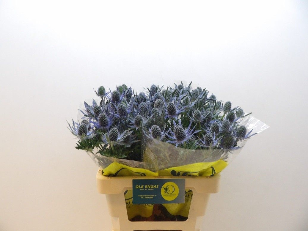 Эрингиум Блю Лагун 60 (син.), шт.