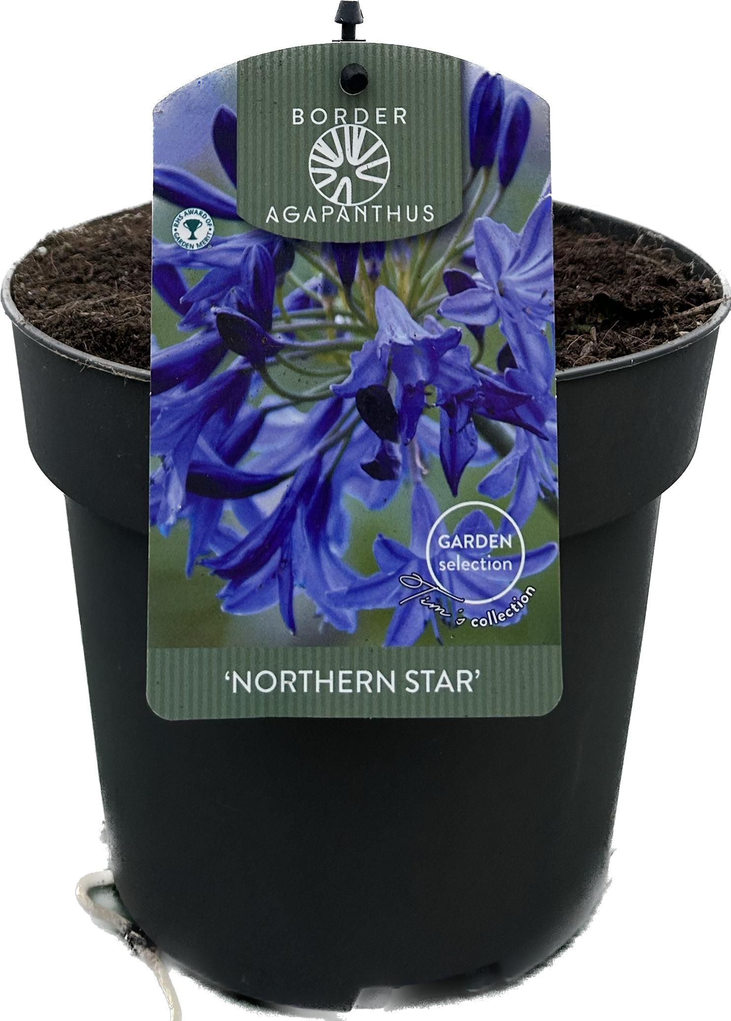 Agapanthus 'Northern star' P17 GARDEN, D 17