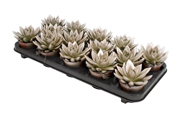 Miranda coloured metallic champagne, D 8,5