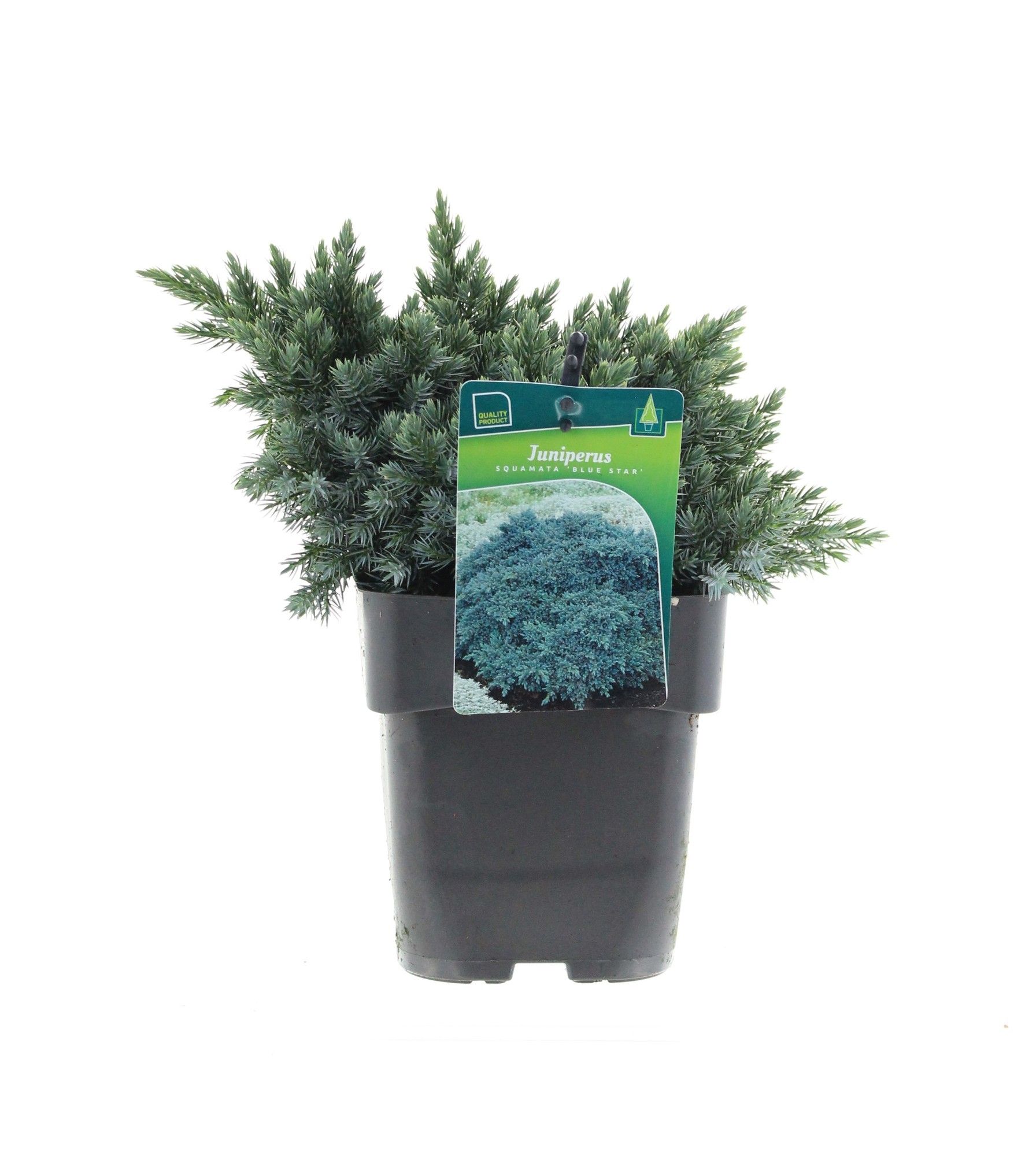 Juniperus squamata 'Blue Star', D 17