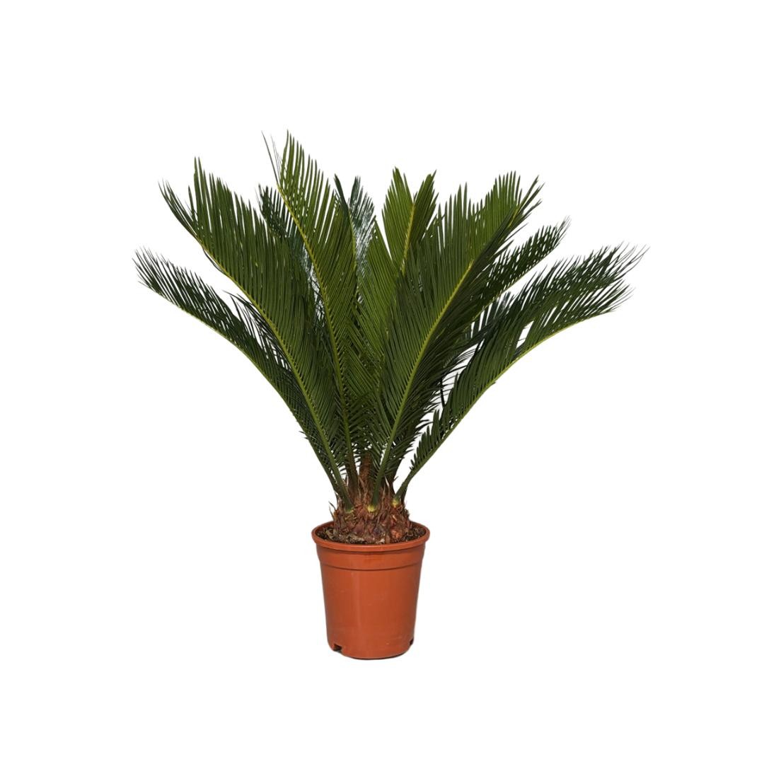 Cycas revoltua 12 + blad, D 17