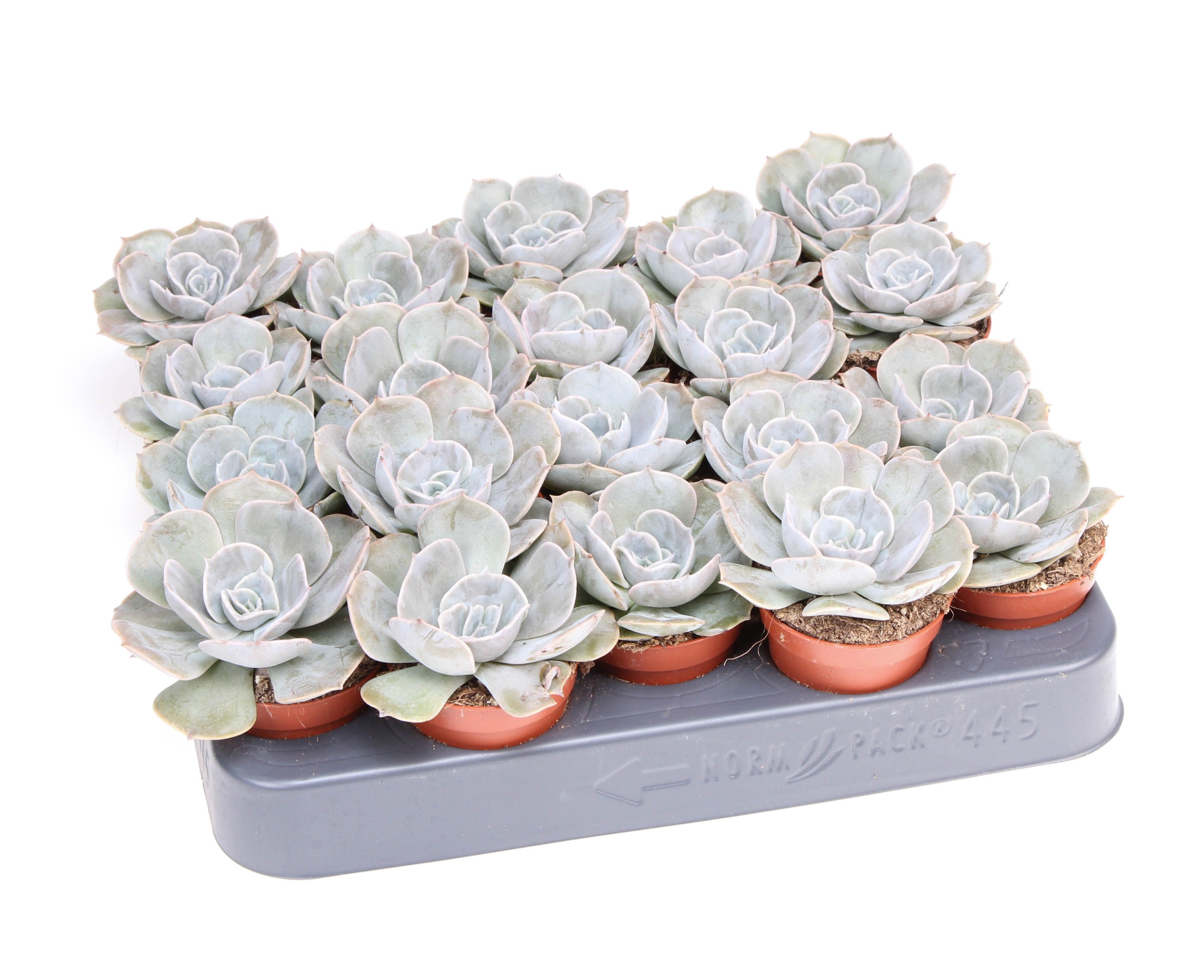 Echeveria pollux, D 5,5