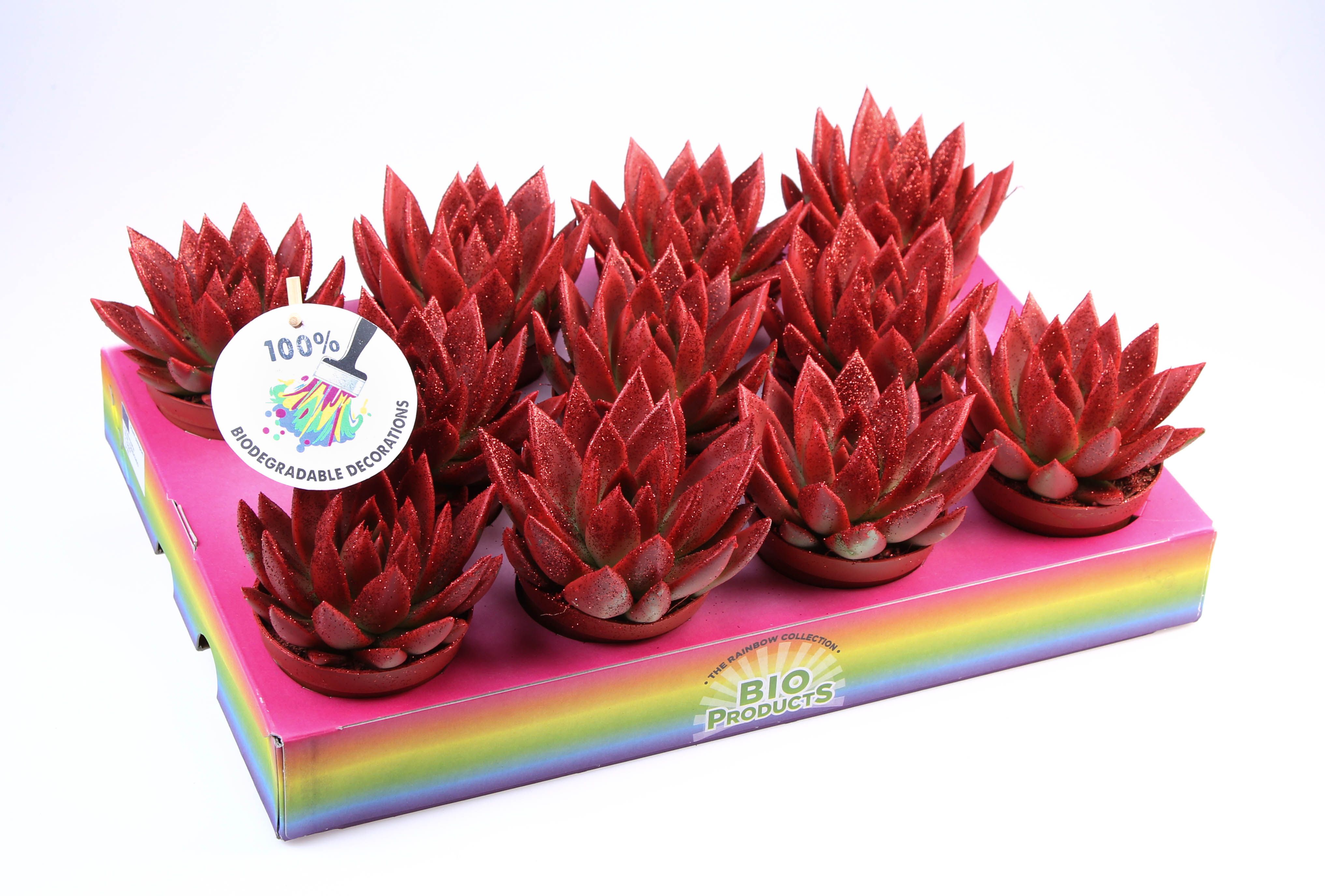 Bio miranda red glitter, D 8,5