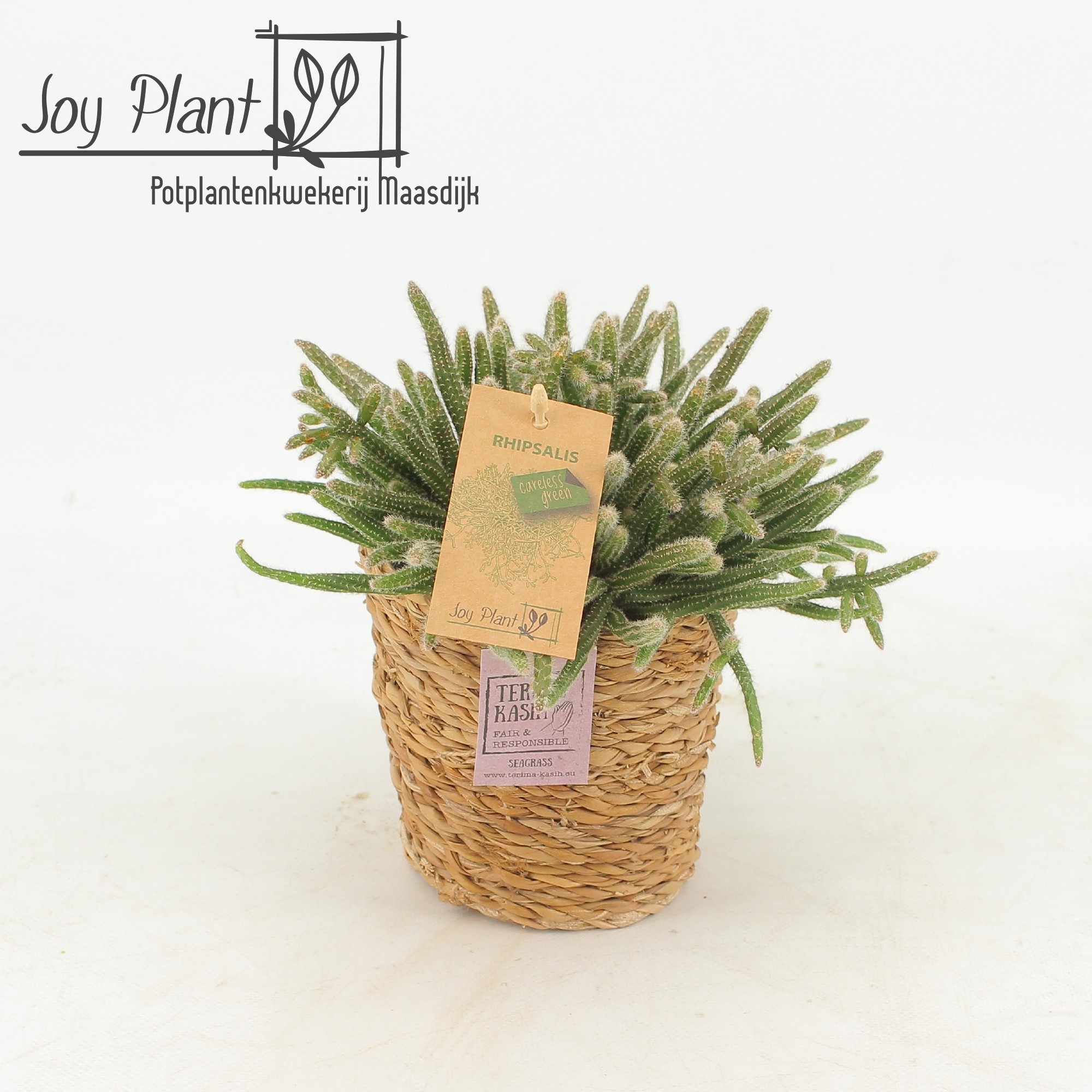 Rhipsalis Horrida p10,5 in SEAGRASS, D 12,5