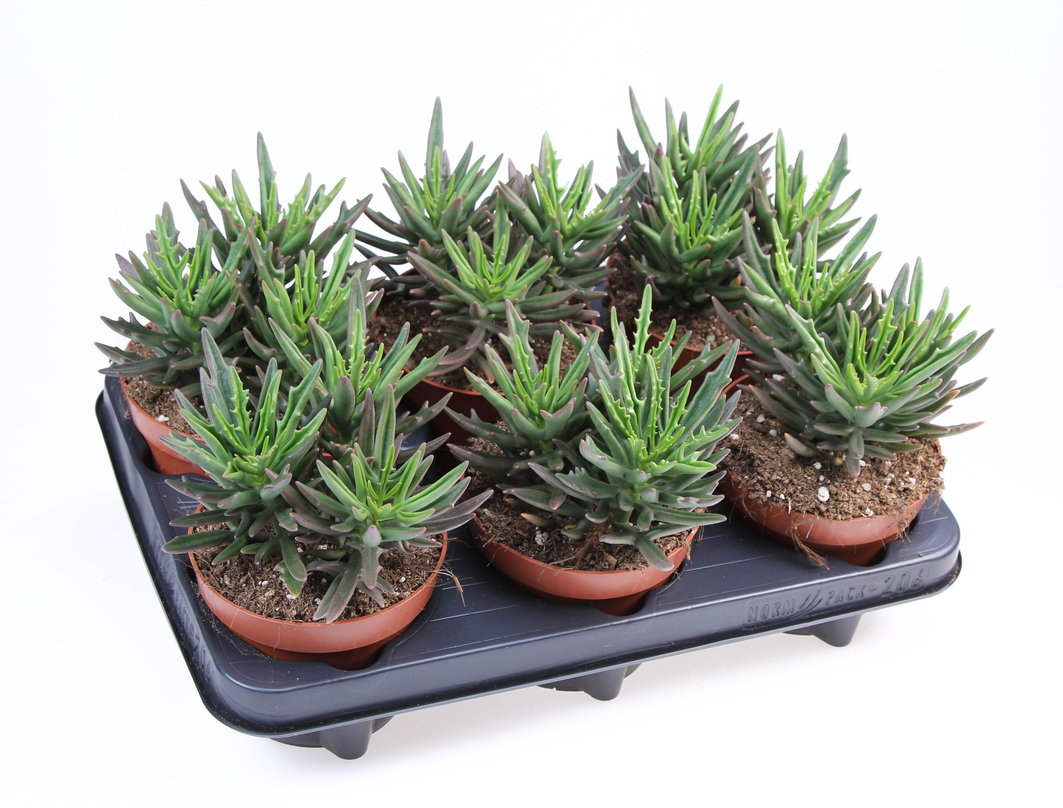 Kalanchoe Spider, D 12