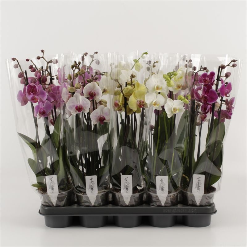 Phalaenopsis gemengd 4 tak gemengd compact, D 12