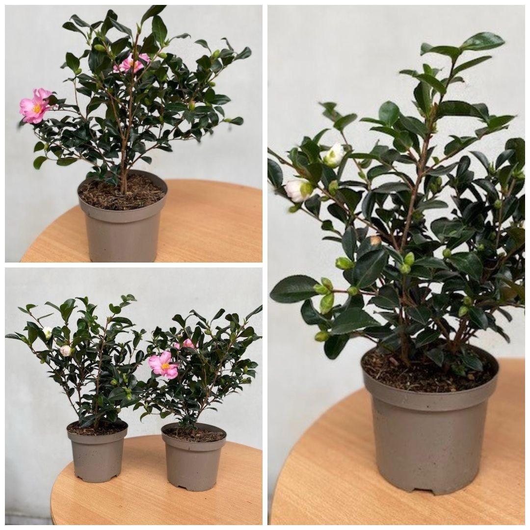 676 LDW : C3 L pot 19cm Camelia Sasanqua White-Red-Rose colors, D 19