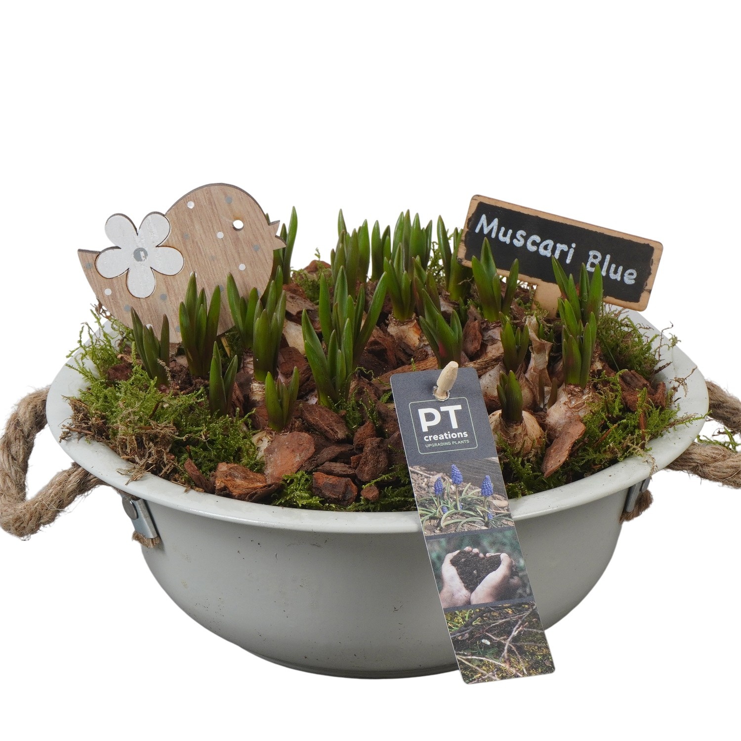 PTMB6115 Arrangement Muscari Blue in zink schaal, D 24