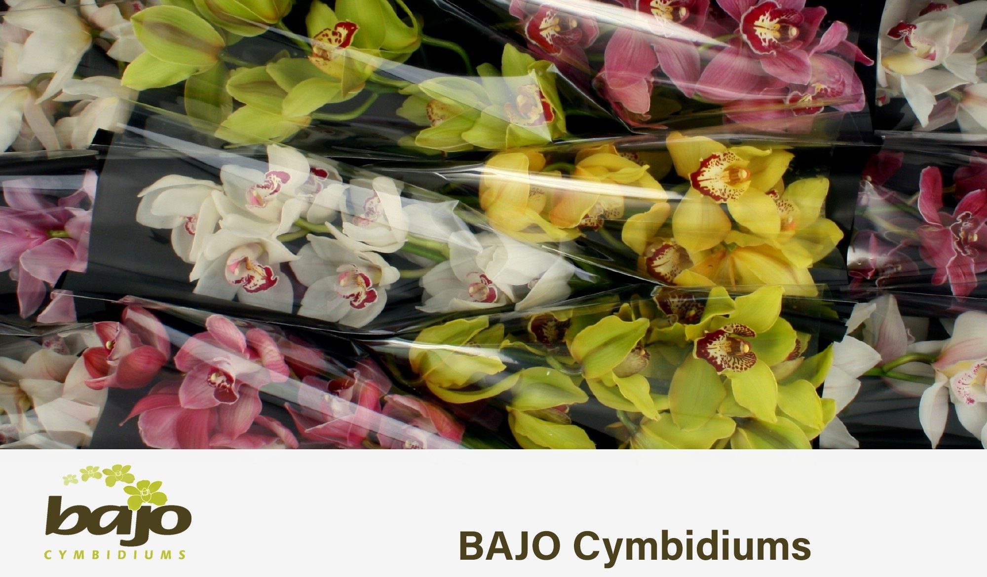 Цимбидиум Микс x12 50, шт.