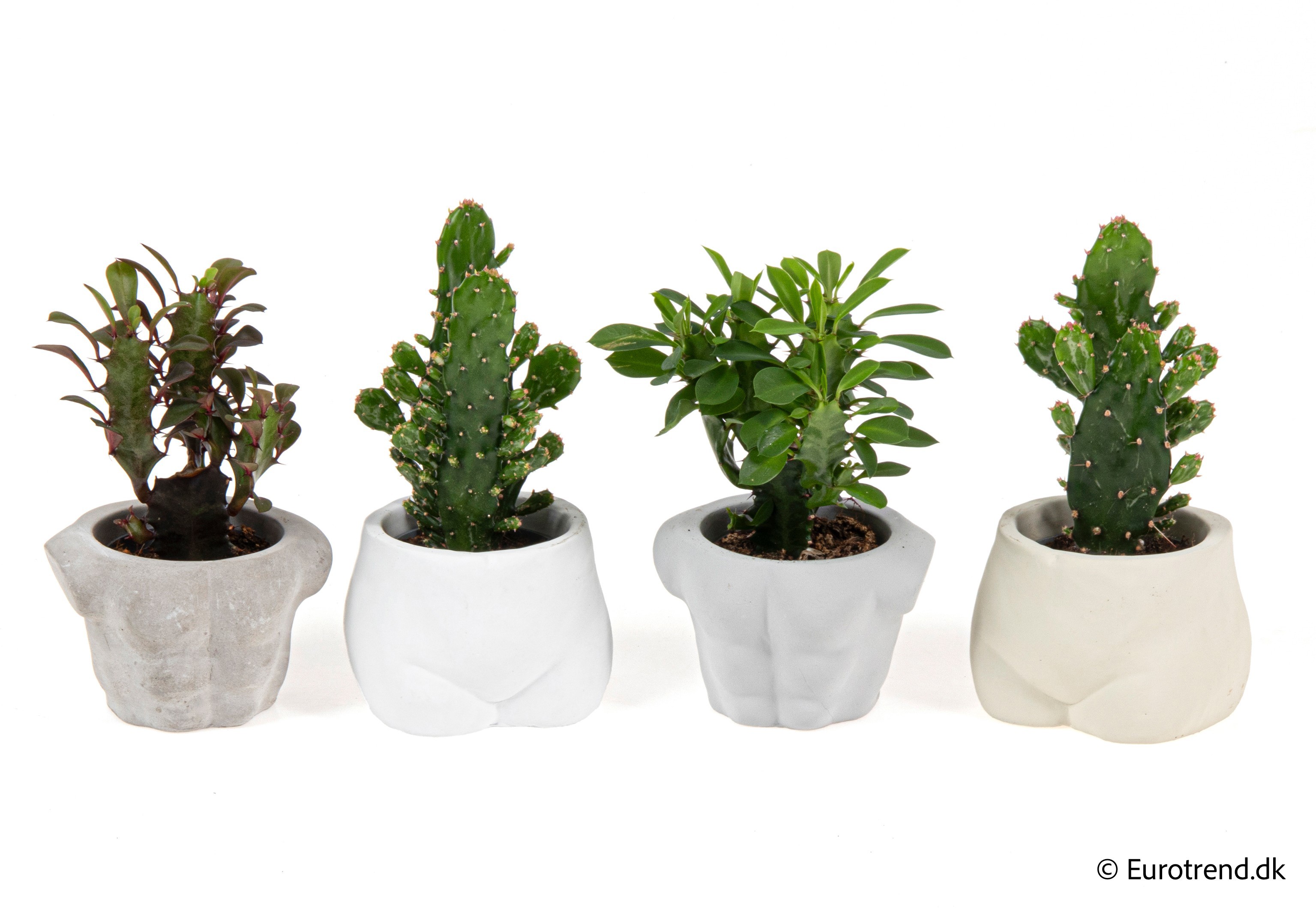 Cactus mix in New Look ceramic 2026, D 6