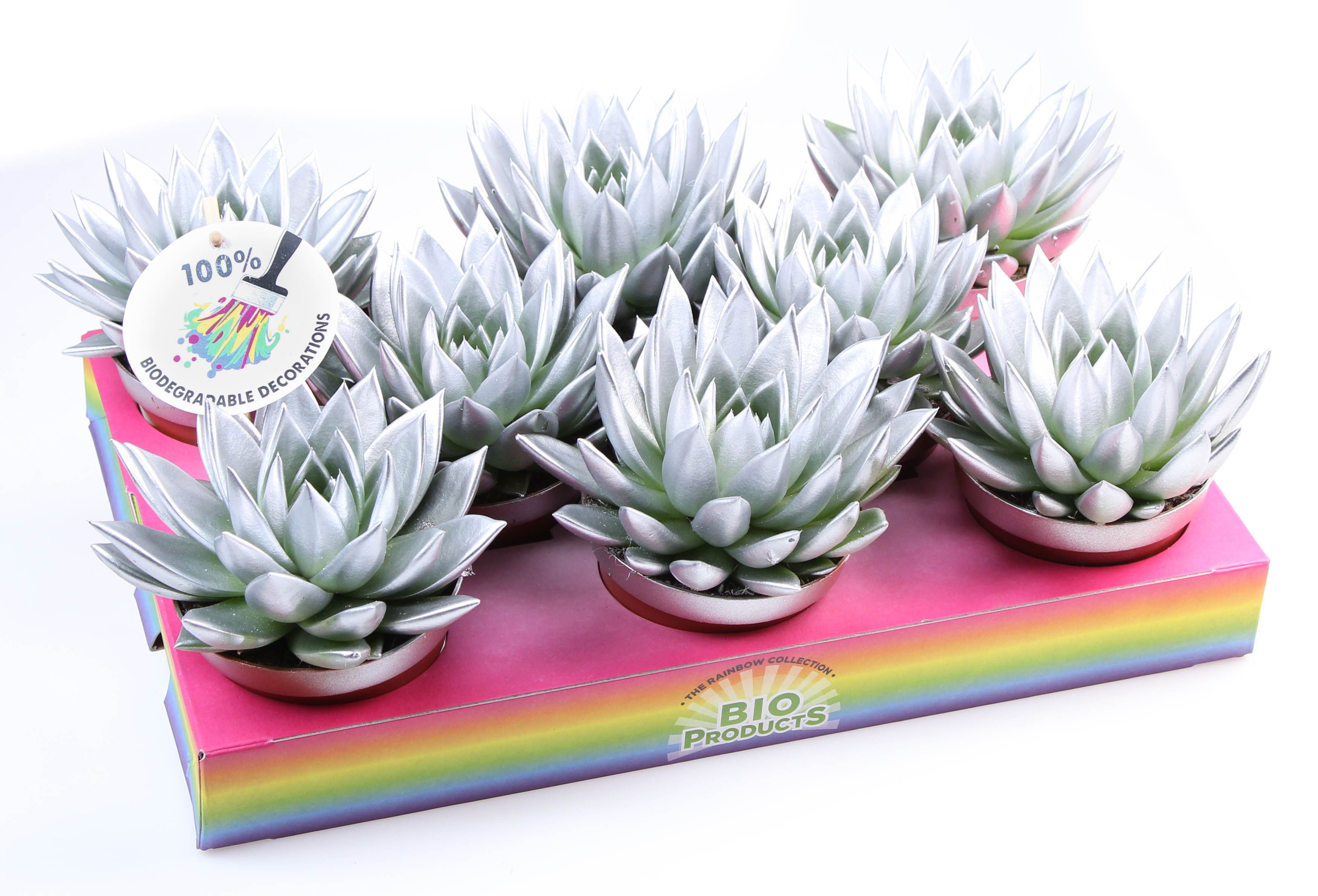 Bio miranda rainbow silver, D 10,5