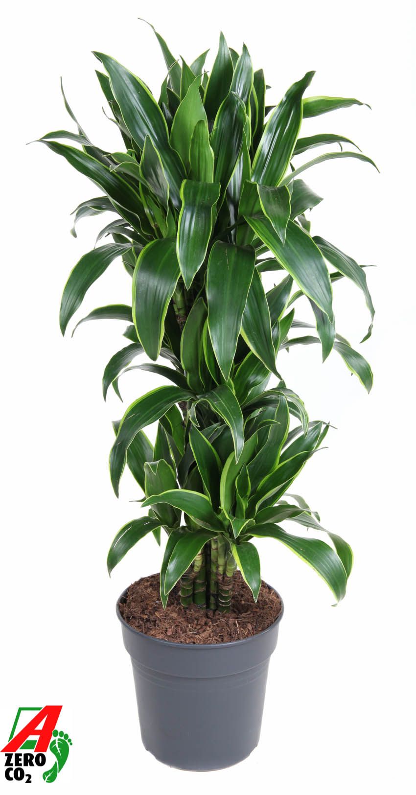 Dracaena Arturo vertakt P27, D 27