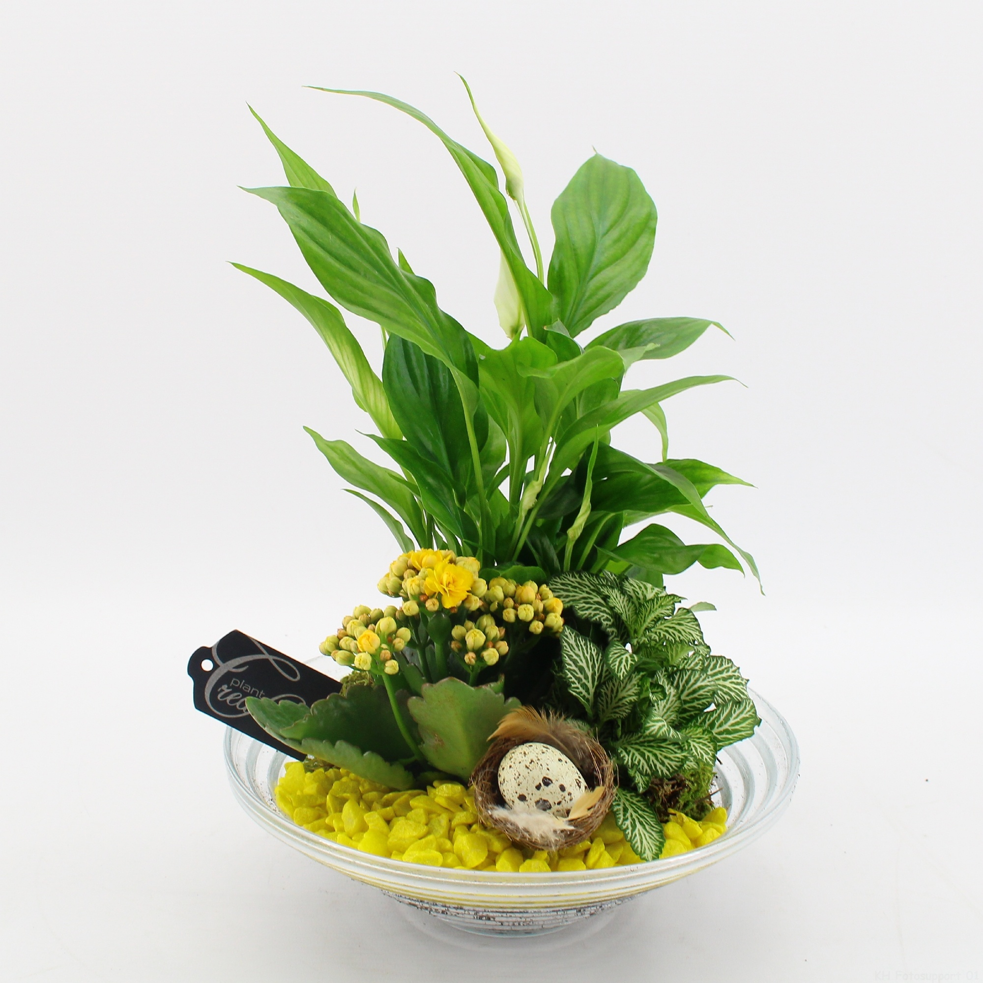 FDPS-2602 Easter Fundamentals, D 25