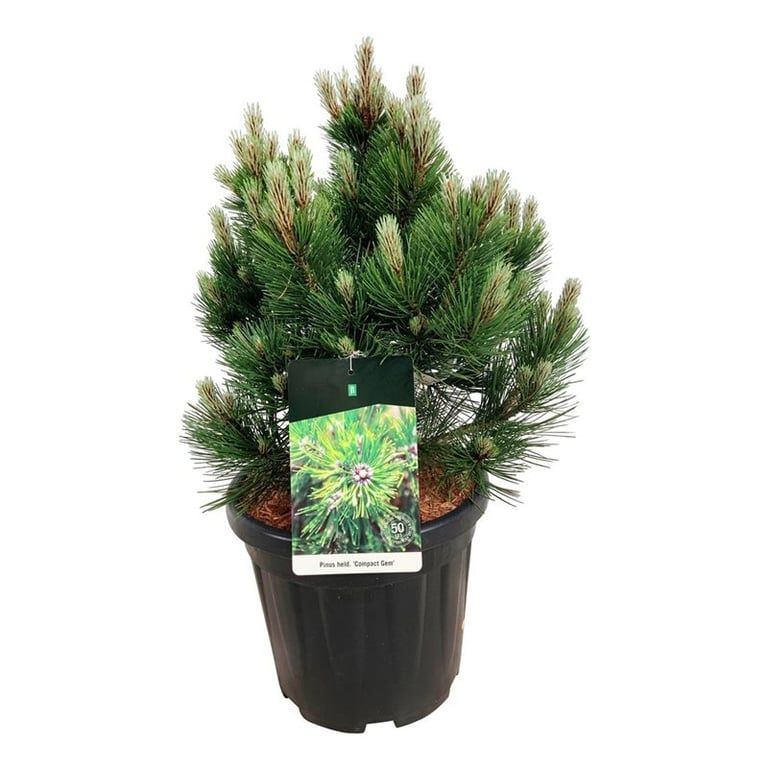 Pinus held. 'Compact Gem', D 32