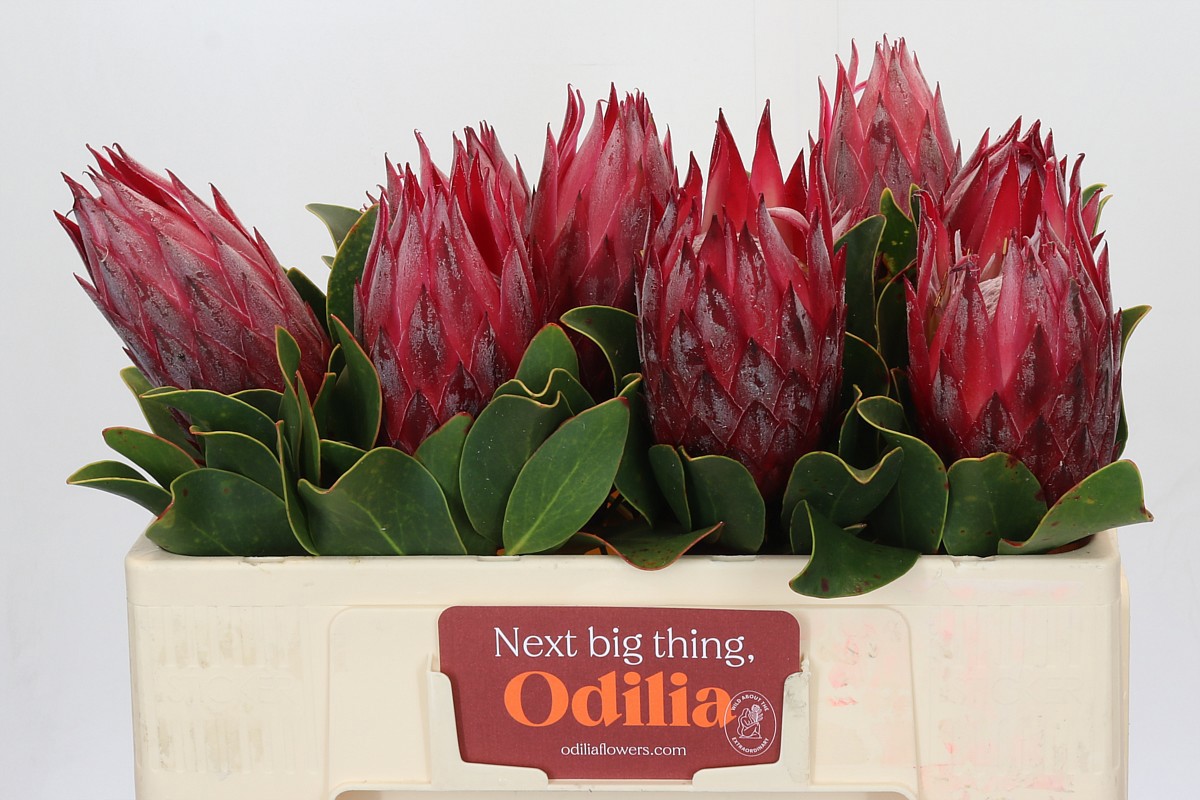 Протея Цинароидес Мадиба 50 (красн.), шт.