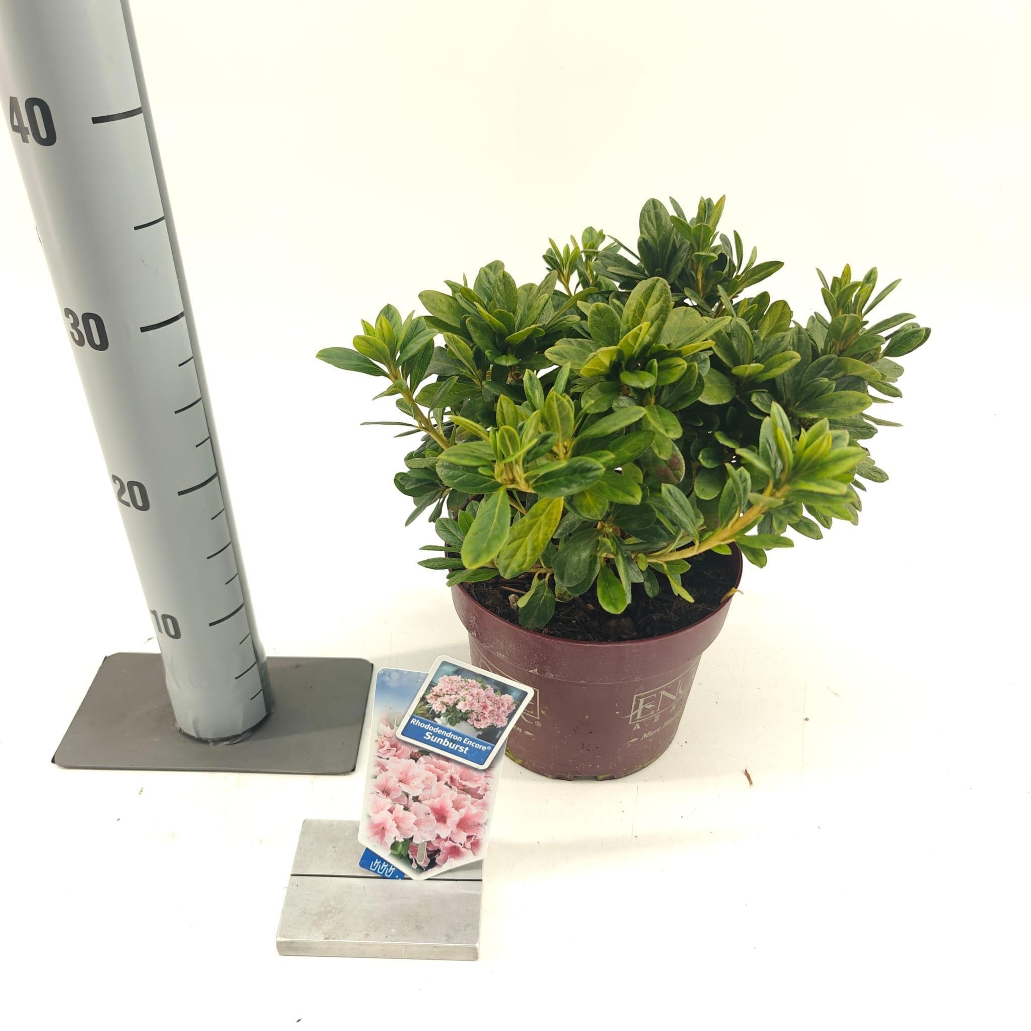 Rhododendron ENCORE® Sunburst ('Roblet'PBR), D 19