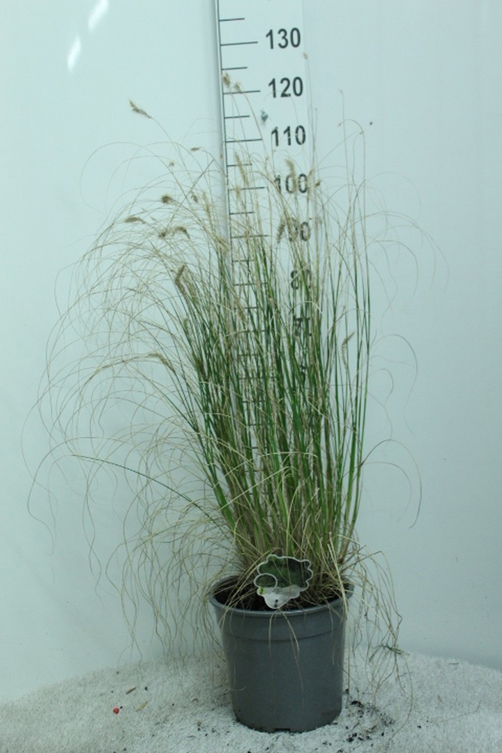 Pennisetum alop. 'Hameln' P29 Zilver pot, D 29 cm